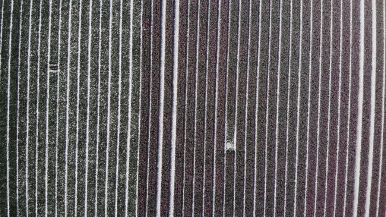 네덜란드 zuid-beijerland에 있는 튤립 필드의 조감도 - 공중 하향식