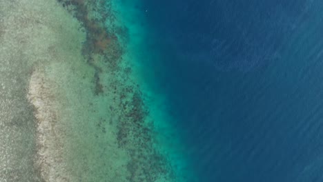 aerial view of coral reef with schools of tropical fish swimming across vibrant marine landscape