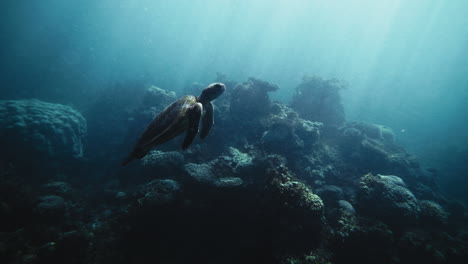 sea turtle in coral reef