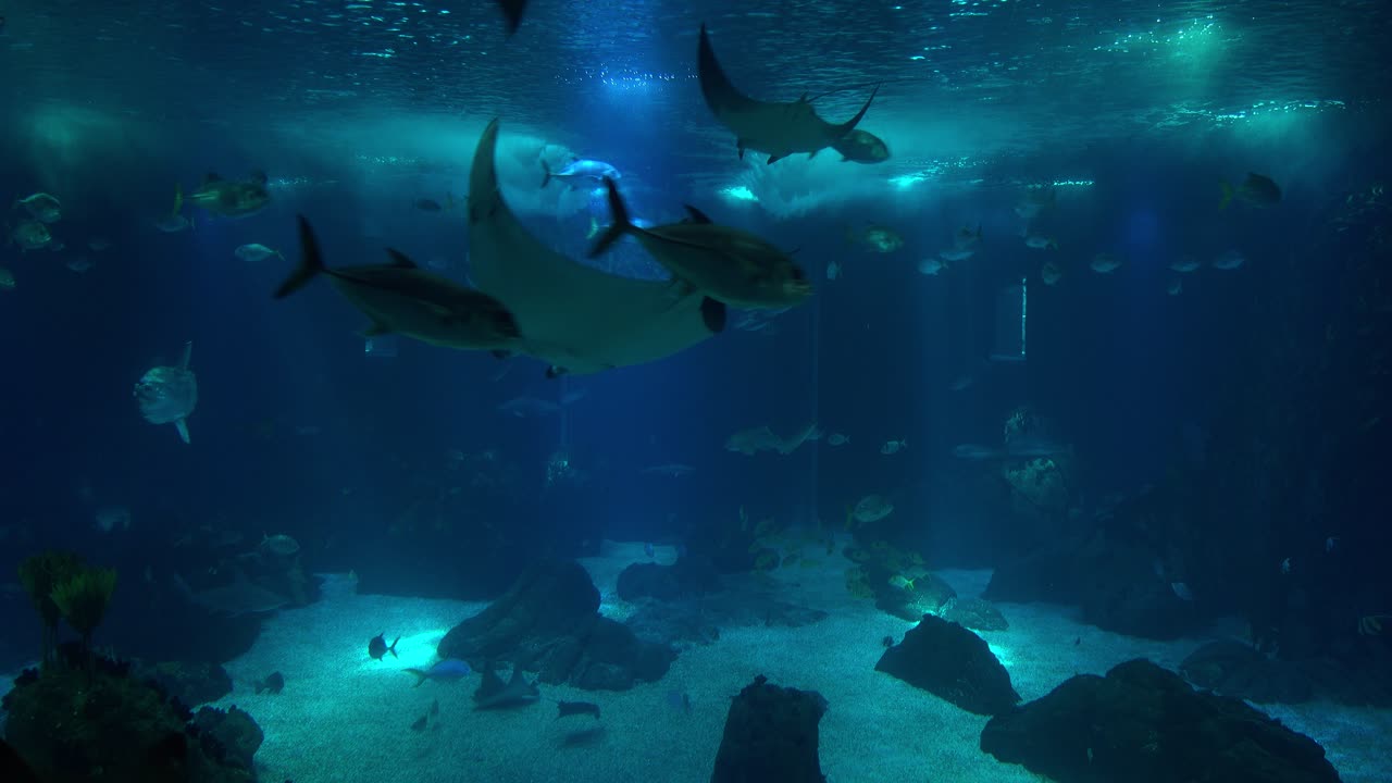 Stunning Underwater world life landscape