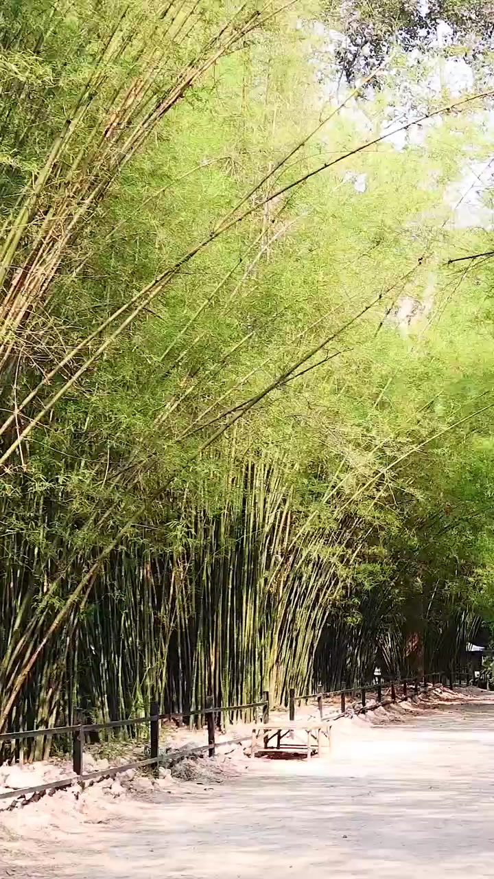 Una serena passeggiata attraverso una lussureggiante foresta di bambù