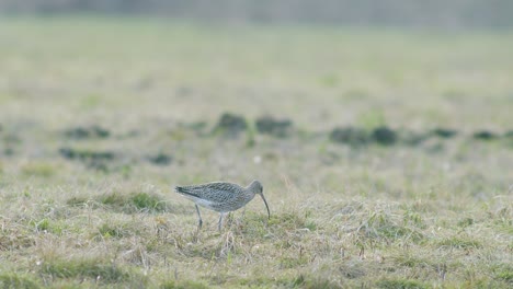 a few curlew birds resting near water puddle flooded wetland during migration