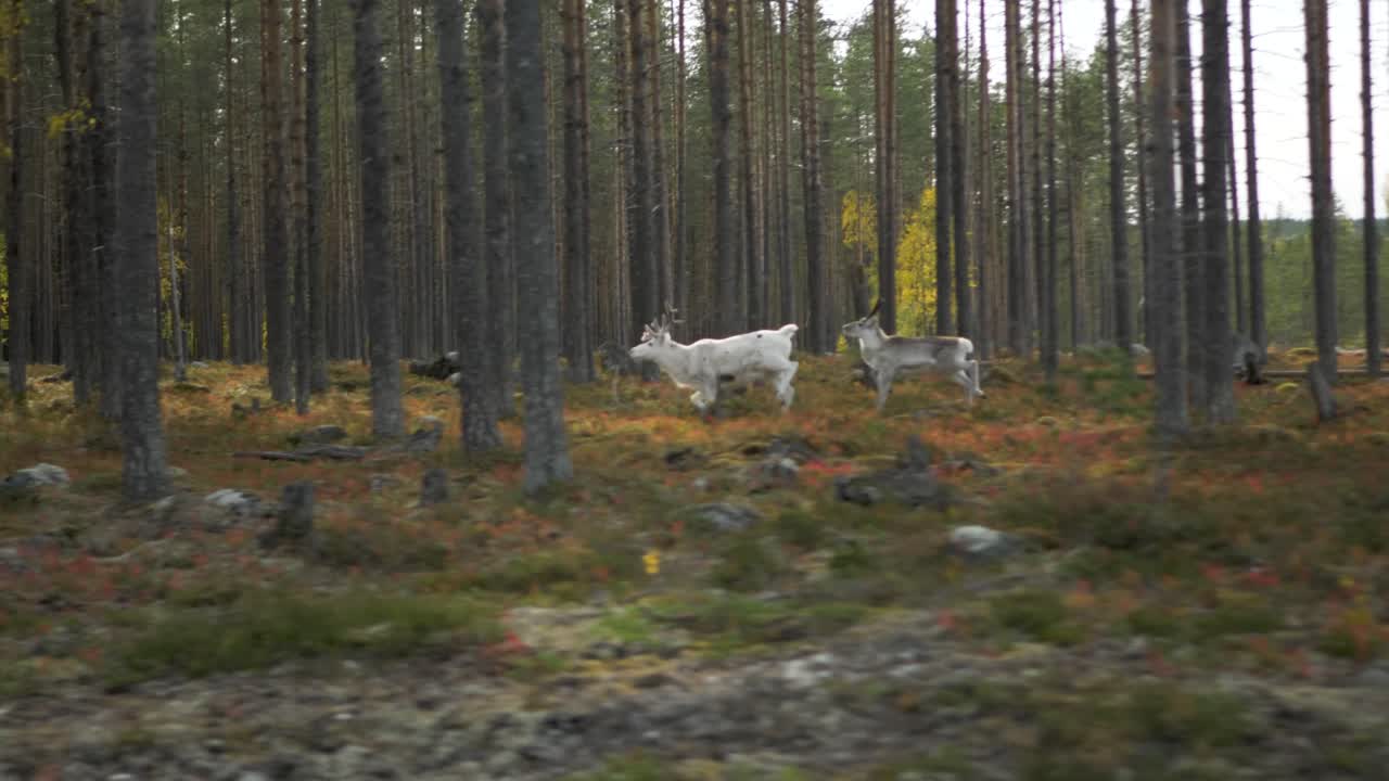Hvid rensdyrmor og kalv løber gennem skoven - Bred sporingsoptagelse.