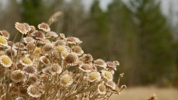 Primo piano di fiori selvatici secchi raggruppati in primo piano con luce solare soffusa e uno sfondo boschivo sfocato che crea una scena naturale calma.