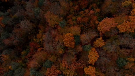 aerial footage over autumn trees, forest when leaves change color, top view of the autumn forest