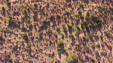 Aerial-view-of-the-annual-wild-flowers-of-Namaqualand,-Northern-Cape,-South-Africa