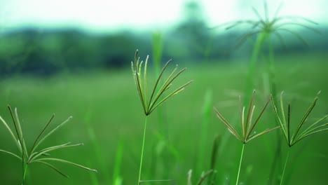 slow motion of green grass flowers swaying with the wind on lush field in hunter valley, nsw, australia - close up, selective focus