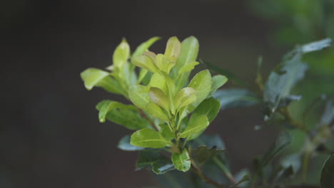 Close-up-of-evergreen-leaves-of-Yerba-Mate-bush