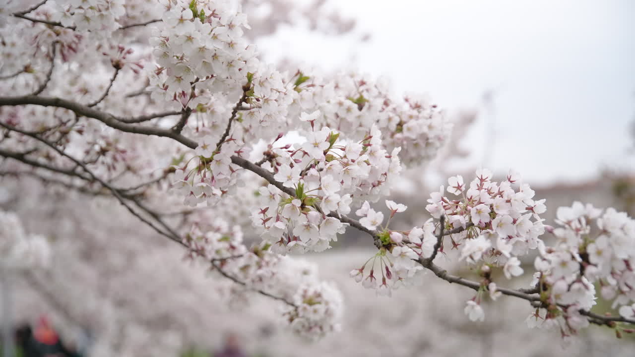 Primo piano di petali in fiore di ciliegio giapponese Sakura su un ramo