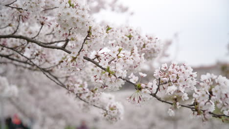 primer plano de los pétalos florecientes de sakura de cerezo japonés en una rama