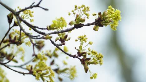 Ramas-De-Arce-Con-Flores-Tempranas-En-Primavera-De-Cerca