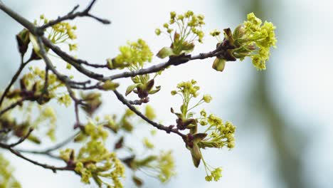 Maple branches with early blossoms in spring close up