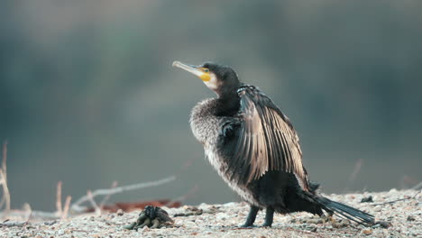 Australian-Pied-Cormorant-With-Wings-Spread-Out,-Drying-Its-Feathers