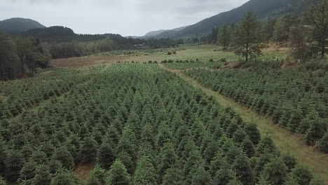 Vista-Lenta-De-Drones-Sobre-Una-Granja-De-Abetos-Para-Navidad-En-Escandinavia