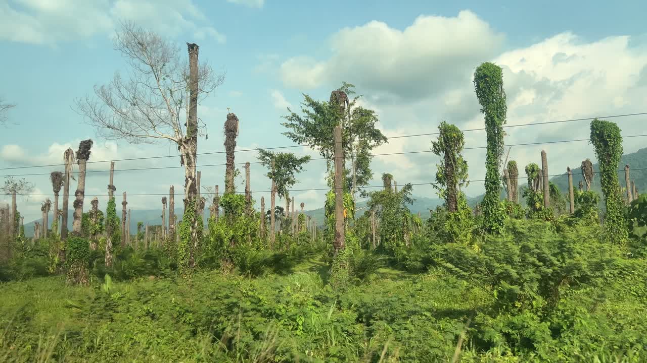 Plantação de banana em Honduras mostrando árvores cortadas após a colheita. Paisagem agrícola destacando agricultura intensiva, mudança no uso da terra e impacto ambiental na América Central