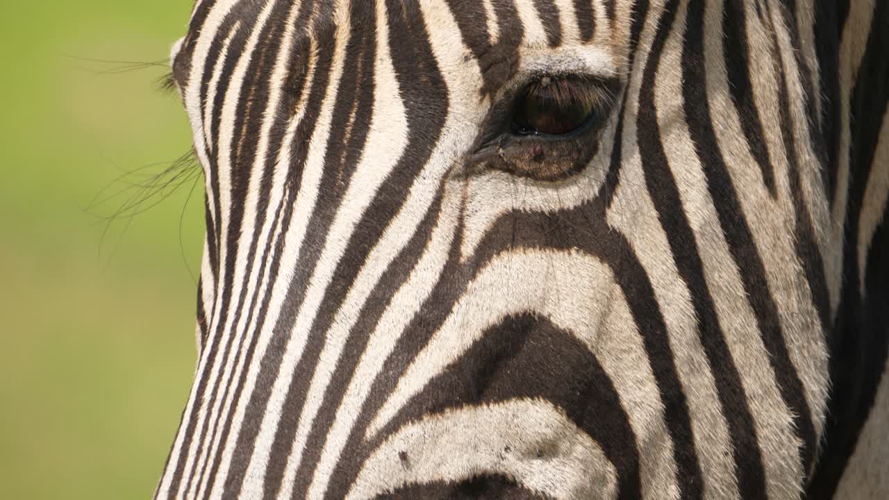 Closeup pan of entire zebra head from snout up to mane