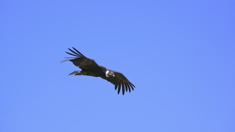 andean condor in flight showing off its wingspan