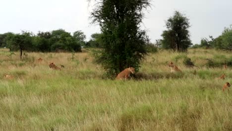 Toma-Panorámica-Derecha-De-Una-Manada-De-Leones-Descansando-En-La-Hierba-Alta-Durante-El-Día-Y-Una-Leona-Caminando-Por-La-Sabana