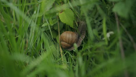 Hermosa-Marca-De-Verticilos-En-Espiral-De-Caracol-Comestible-Comiendo