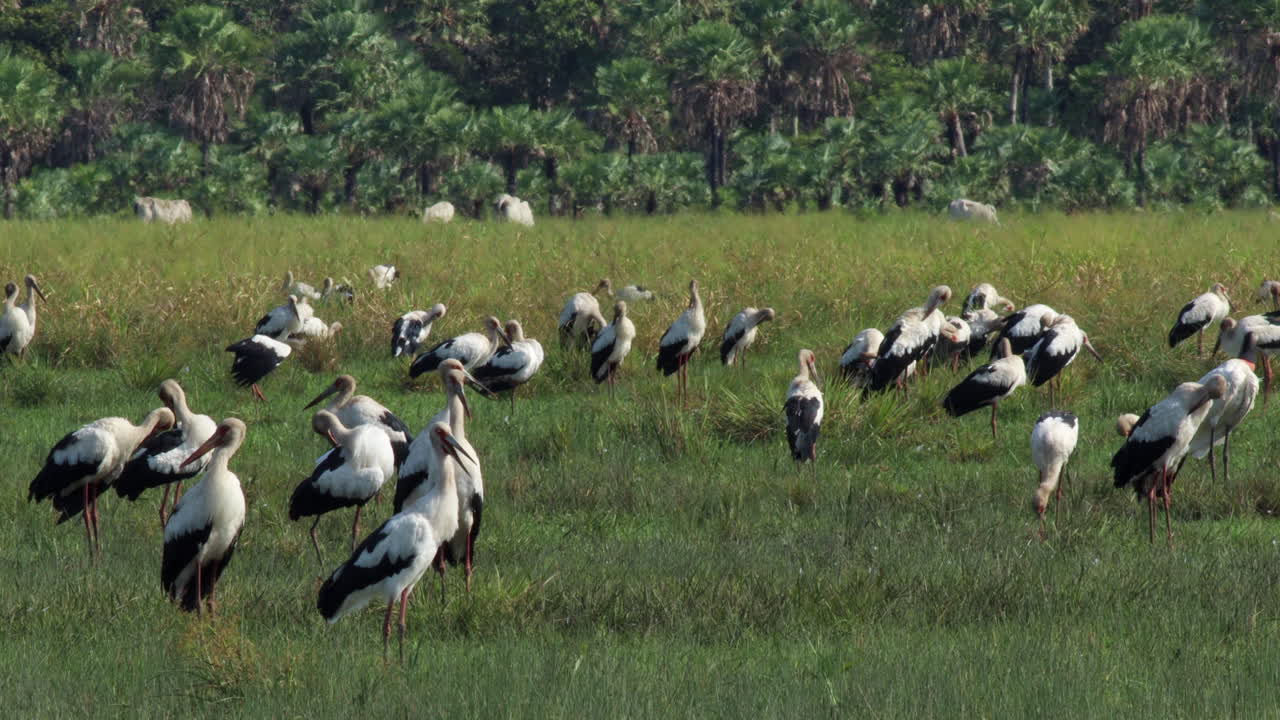 migración en gran grupo ave exótica de cigüeña maguari naturaleza silvestre tropical en la selva tropical sabana