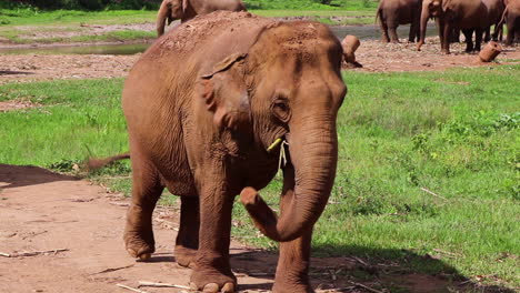 elefante caminando por un camino hacia la cámara mientras otros están detrás de ella en el fondo