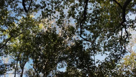 looking up while on a kayak through the forest canopy above a river slough