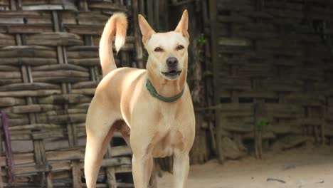 perro mostrando en la cámara - ojos