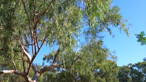 shot of native australian trees