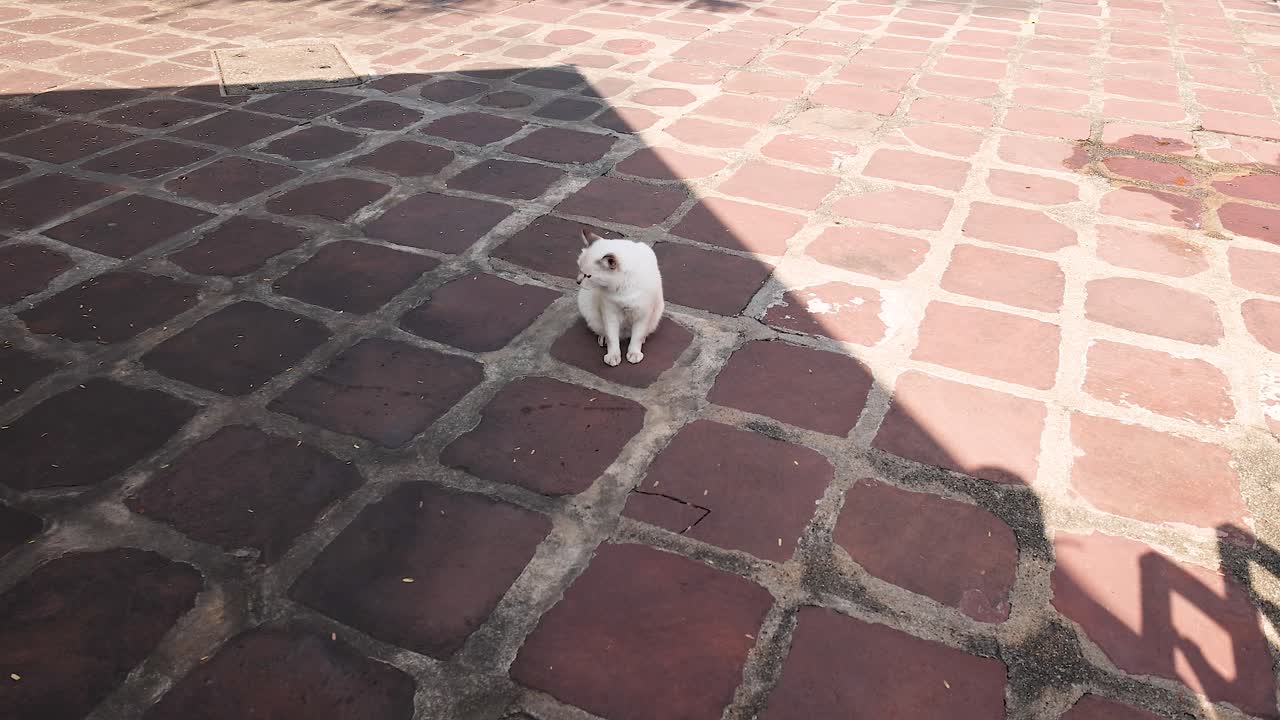 새끼 고양이가 빛으로 빛나는 마당을 가로질러 고 있다.