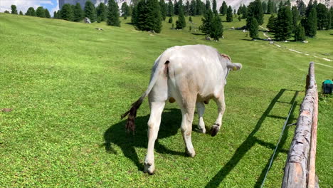 White-cow-on-alps-with-view-onto-mountains-in-South-Tyrol,-Italy