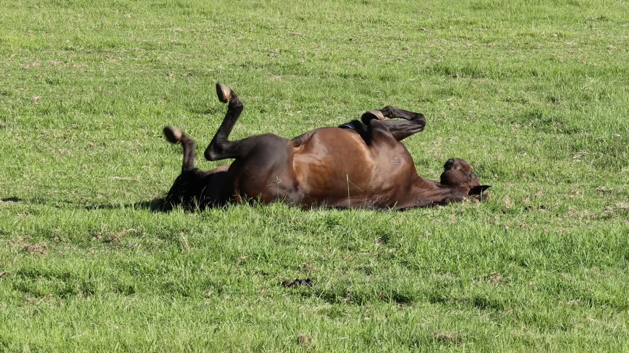Caballo disfruta revolcándose y relajándose en un pastizal soleado