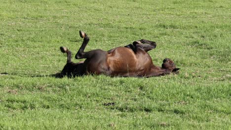 horse enjoys rolling and relaxing in sunny pasture