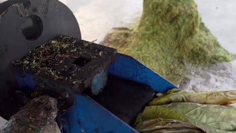 farmer is feeding tobacco leaves through the shredding machine