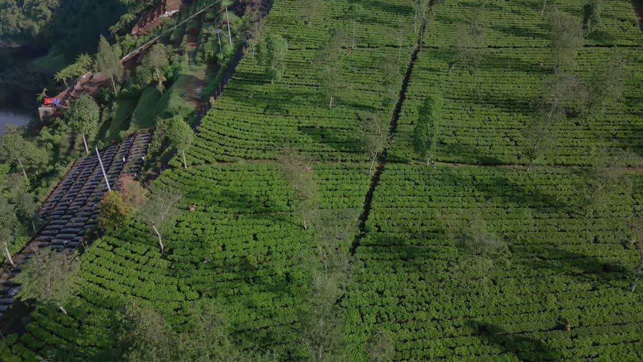 Aerial view of fresh green tea terrace plantation on the slope of mountain in Wonosobo, Indonesia
