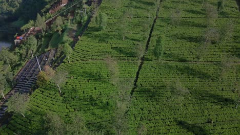 vista aérea de una plantación de té verde fresco en la ladera de una montaña en wonosobo, indonesia