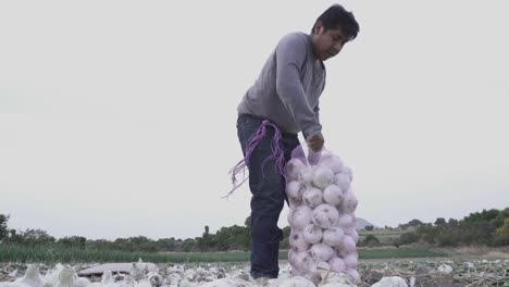 a-farmer-harvesting-ripe-onions-on-a-farm