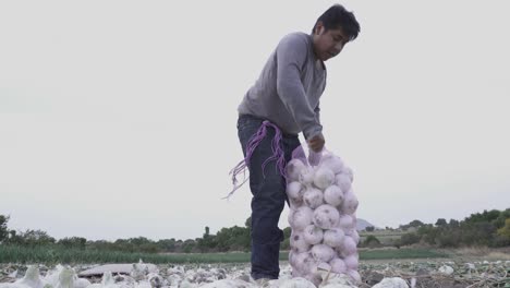 un agricultor cosechando cebollas maduras en una granja
