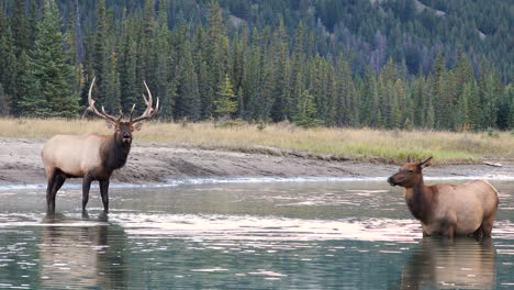 elk macho dominante toca las cornetas en el río junto a una vaca, temporada de celo