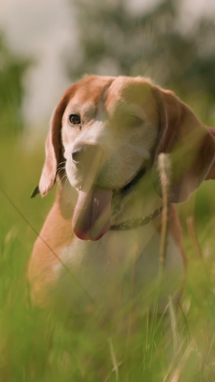 el amante de las mascotas arrodillado en un campo de hierba sosteniendo la correa del perro, mientras el perro con la lengua afuera mira atentamente a algo, creando una atmósfera lúdica pero enfocada en medio de la vegetación exuberante y los árboles lejanos