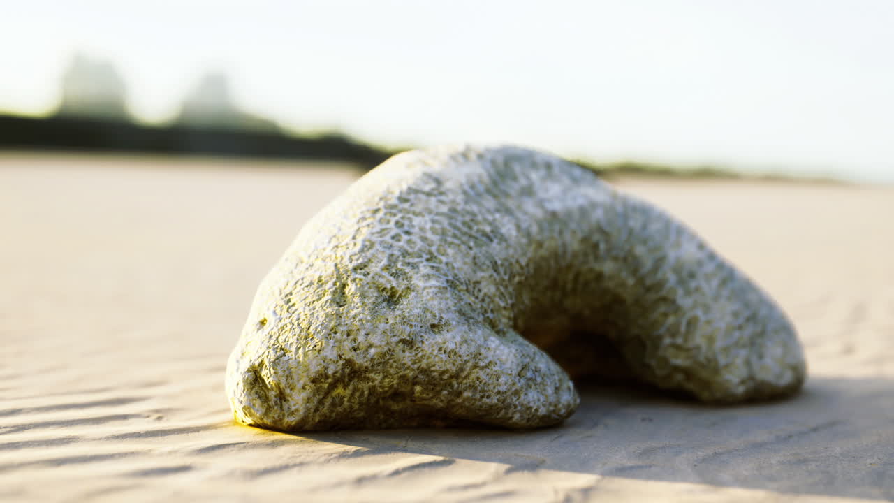 Unique pebble resembling a bear on a sandy beach at sunset