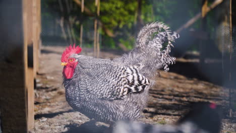 Caged-Rooster-Outside,-Organic-Poultry-Farming