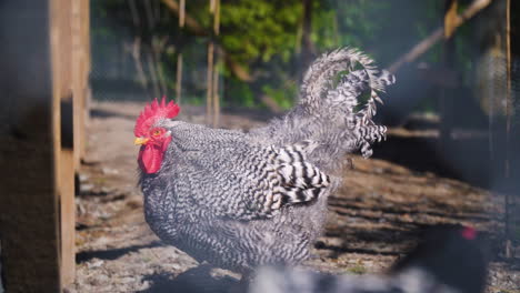 caged rooster outside, organic poultry farming