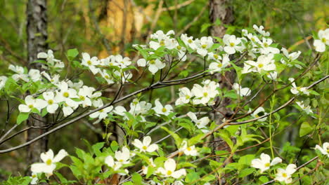 rack focus from out of focus to in focus close-up view of dogwood blooms in the ouachita national forest during springtime in arkansas