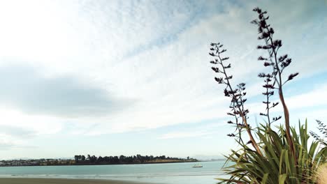 Caroline-Bay-Beach-in-Timaru,-featuring-foreground-flax