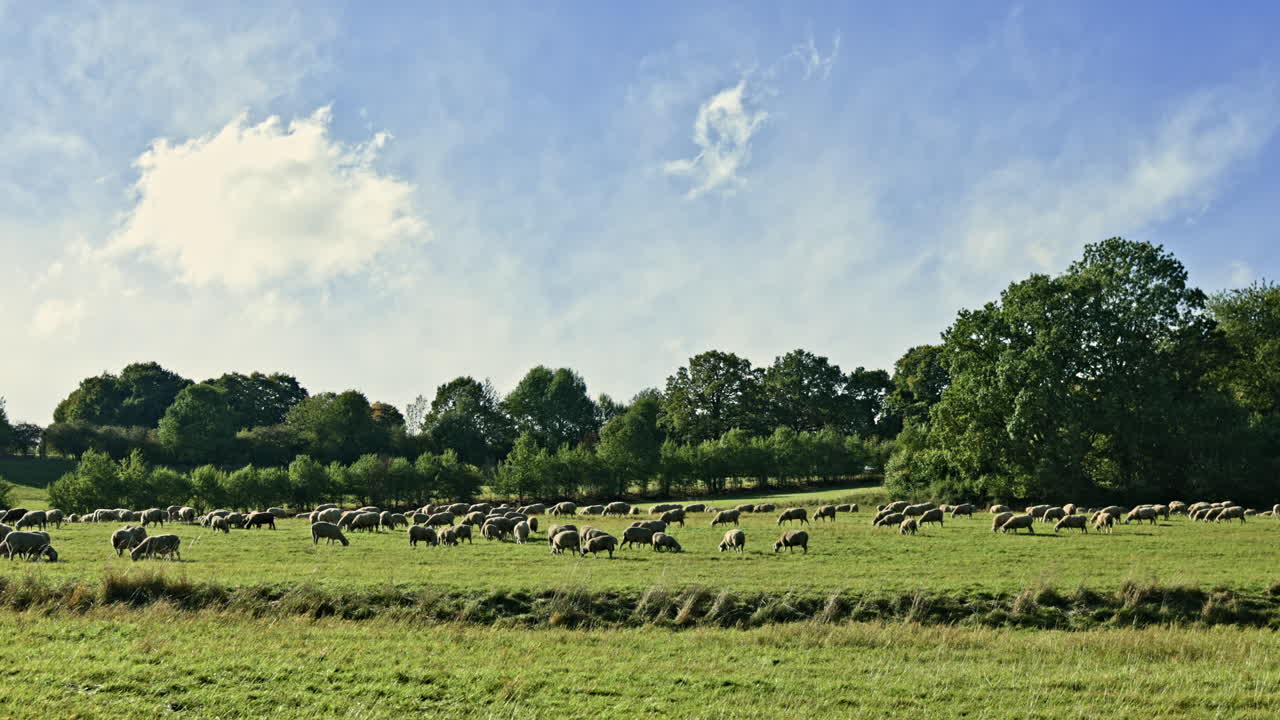 Pecore che pascolano su un campo verde all'aria aperta. Pecore al pascolo libero in pianura. Gregge di pecore nel campo