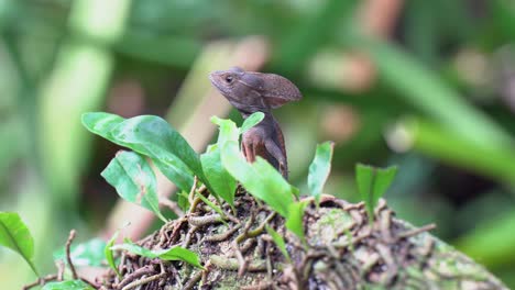 almost completely still brown basilisk lizard sits on jungle tree root