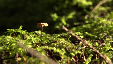 Hermoso-Hongo-De-Otoño-Con-Un-Pequeño-Sombrero-En-El-Musgo-Verde-Del-Bosque