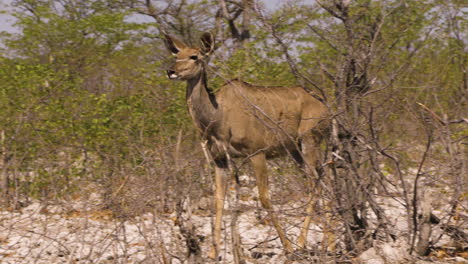 a female kudu walks in slow motion through a dry landscape dotted with green mopane trees. the camera pans along. finally, the antelope stops and observes its surroundings