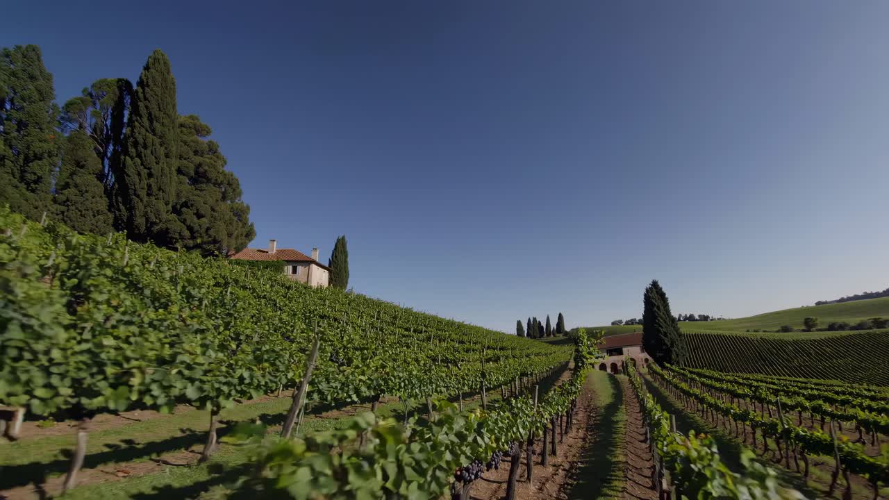 Aerial video captures a scenic vineyard on a sunny day, showcasing lush green vines and a rustic