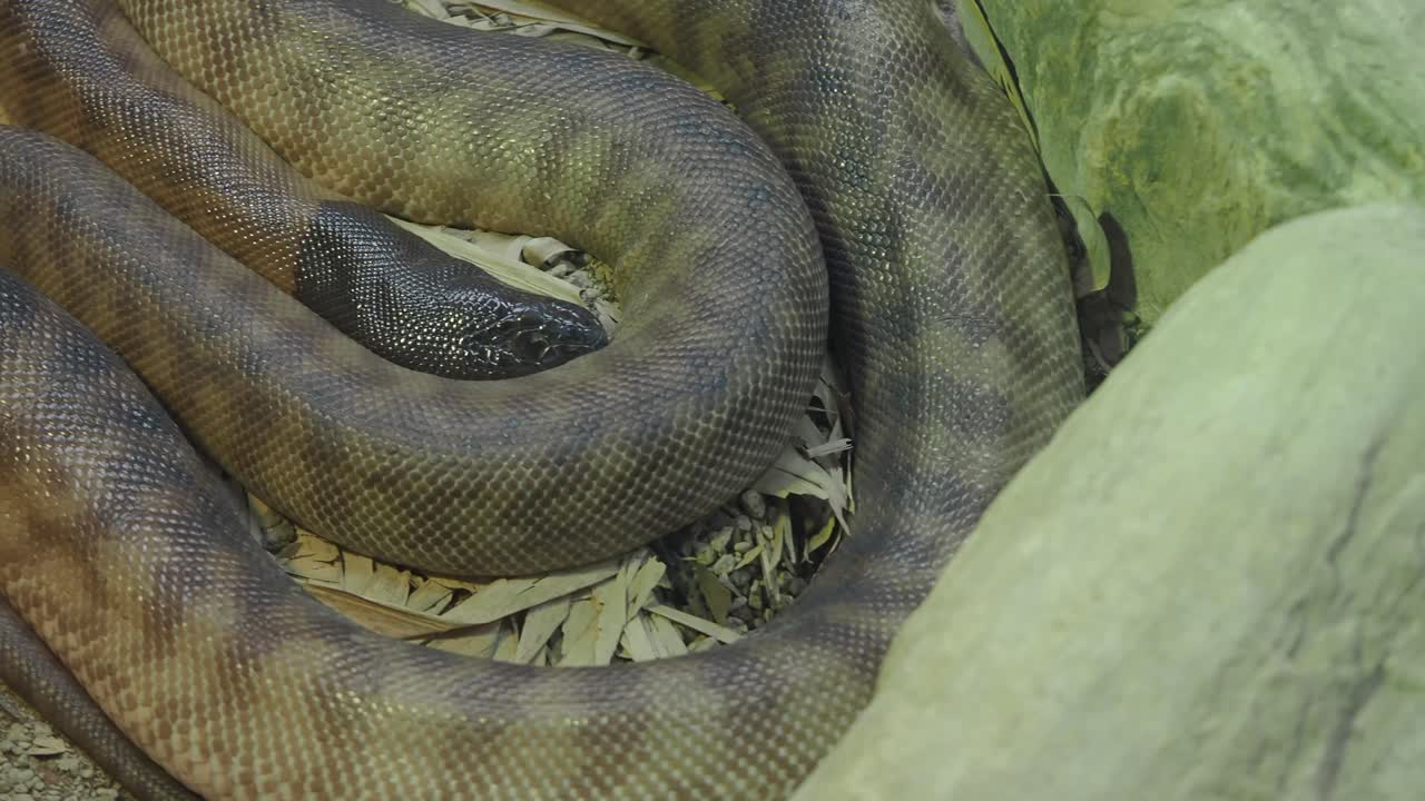 A snake curled up